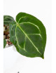Anthurium Zara x (Michelle x Zara) x mag DF x forgetii