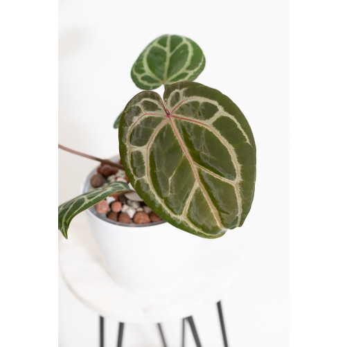 Anthurium (Zara x (Michelle...
