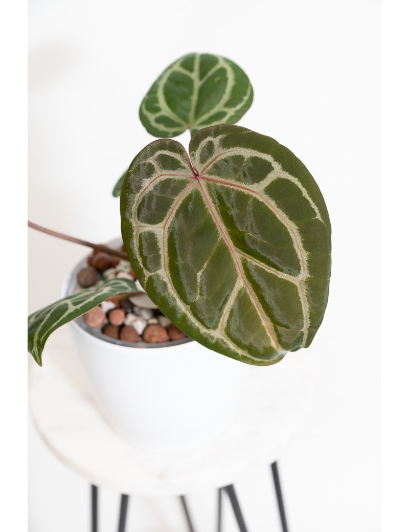Anthurium (Zara x (Michelle x Zara)) x Michelle