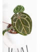 Anthurium (Zara x (Michelle x Zara)) x Michelle
