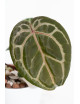 Anthurium (Zara x (Michelle x Zara)) x Michelle