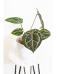 Anthurium (Zara x (Michelle x Zara)) x Michelle