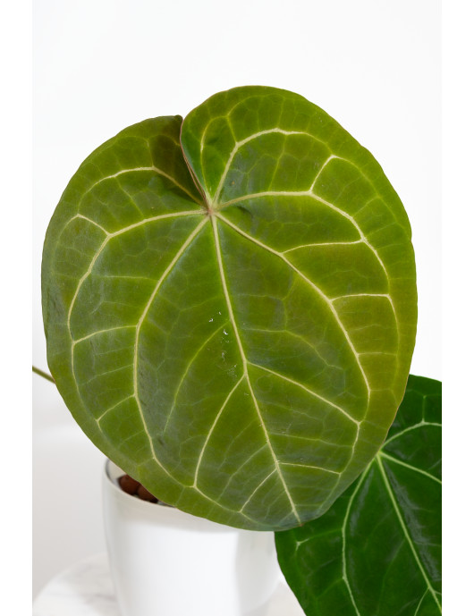 Anthurium (dressleri x...