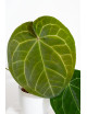 Anthurium (dressleri x crystallinum) x Michelle