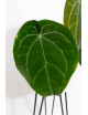 Anthurium (dressleri x crystallinum) x Michelle