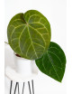 Anthurium (dressleri x crystallinum) x Michelle
