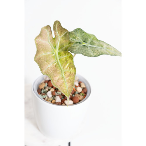 Alokazja polly variegata