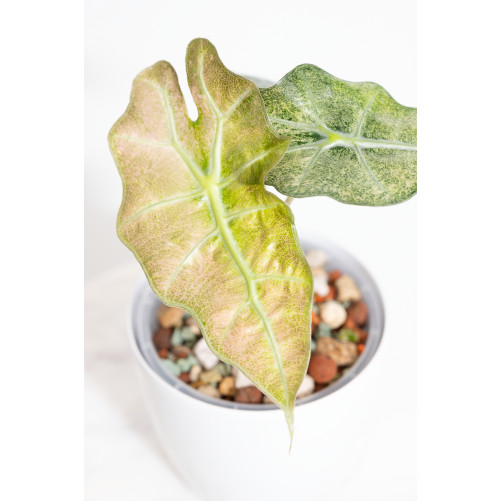 Alokazja polly variegata