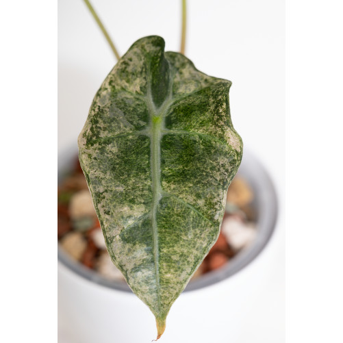 Alokazja polly variegata