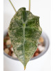 Alokazja polly variegata