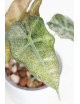 Alokazja polly variegata