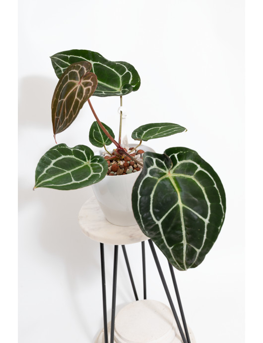 Anthurium Michelle x crystallinum