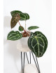 Anthurium Michelle x crystallinum