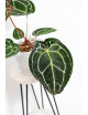 Anthurium Michelle x crystallinum