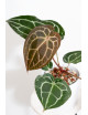 Anthurium Michelle x crystallinum