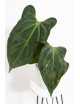 Anthurium Indo Portillae x KOSx x besseae aff