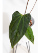 Anthurium Indo Portillae x KOSx x besseae aff