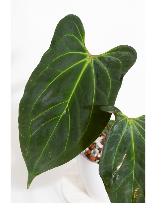 Anthurium Indo Portillae x...