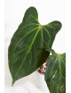 Anthurium Indo Portillae x KOSx x besseae aff