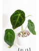 Anthurium forgetii DF x besseae aff