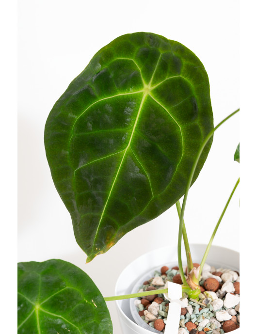Anthurium forgetii DF x...