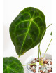 Anthurium forgetii DF x besseae aff