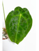 Anthurium forgetii DF x besseae aff