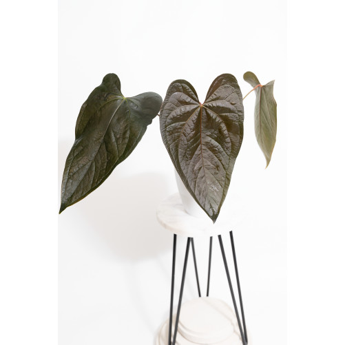 Anthurium queen of hearts