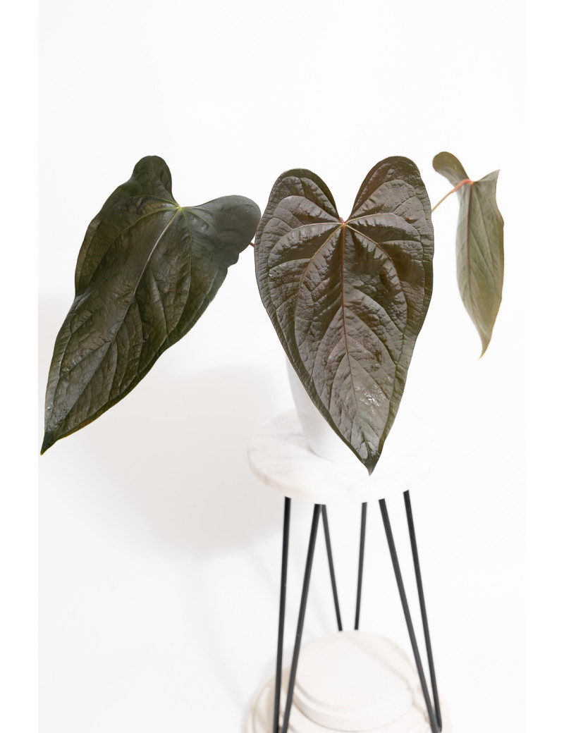 Anthurium queen of hearts