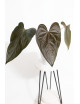 Anthurium queen of hearts