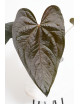 Anthurium queen of hearts