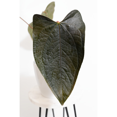 Anthurium queen of hearts