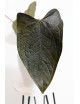 Anthurium queen of hearts