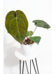 Anthurium Zara x (Michelle x Zara)) x papillilaminum