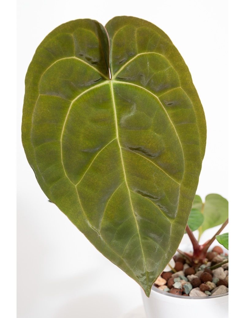Anthurium Zara x (Michelle x Zara)) x papillilaminum