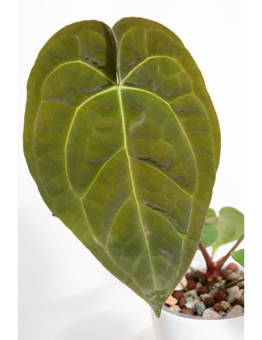Anthurium Zara x (Michelle...