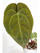 Anthurium Zara x (Michelle x Zara)) x papillilaminum