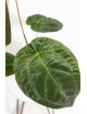 Anthurium Zara x (Michelle x Zara)) x papillilaminum