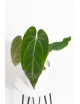 Anthurium besseae aff x dressleri x crystallinum