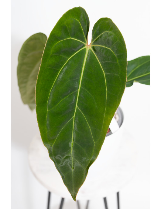Anthurium besseae aff x...