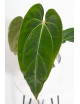 Anthurium besseae aff x dressleri x crystallinum