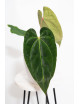 Anthurium besseae aff x dressleri x crystallinum