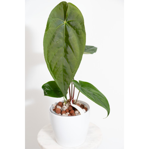 Anthurium papillilaminum x...