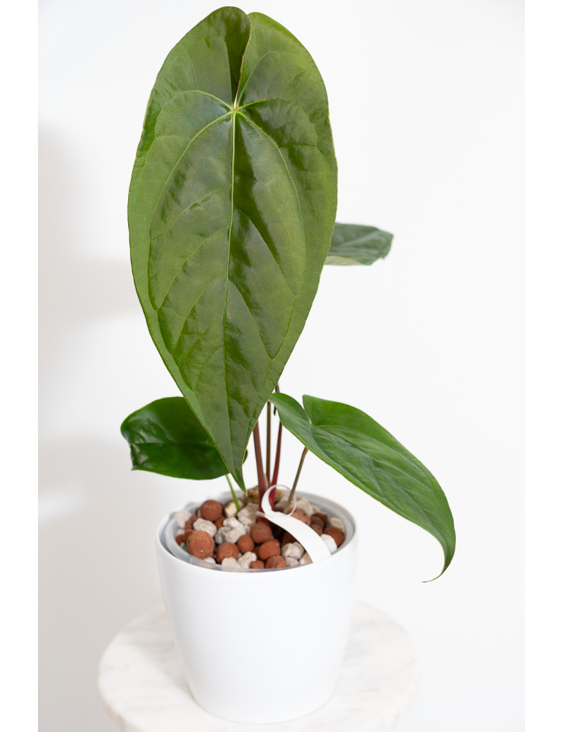 Anthurium papillilaminum x nigrolaminum Gigi