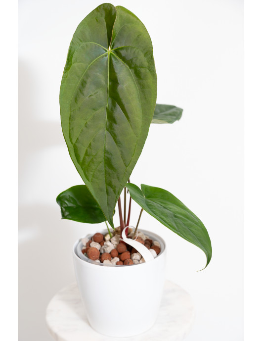 Anthurium papillilaminum x nigrolaminum Gigi