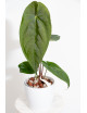 Anthurium papillilaminum x nigrolaminum Gigi