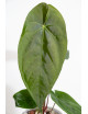 Anthurium papillilaminum x nigrolaminum Gigi