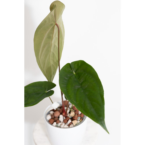 Anthurium papillilaminum x nigrolaminum Gigi