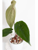 Anthurium papillilaminum x nigrolaminum Gigi