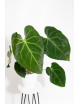 Anthurium magnificum x forgetii DF